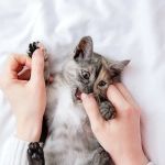 How to Stop Your Kitten from Chewing on Paper