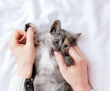 How to Stop Your Kitten from Chewing on Paper