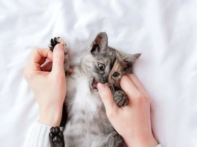 How to Stop Your Kitten from Chewing on Paper