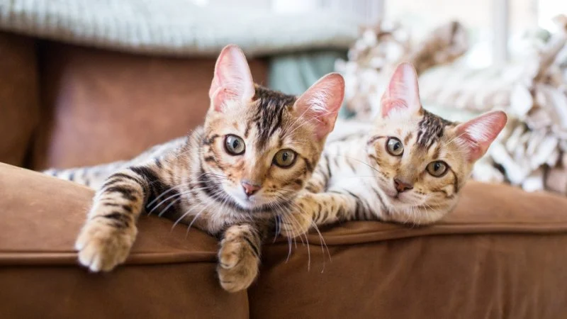 The Top 10 Most Playful Kitten Breeds for Families