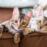 The Top 10 Most Playful Kitten Breeds for Families