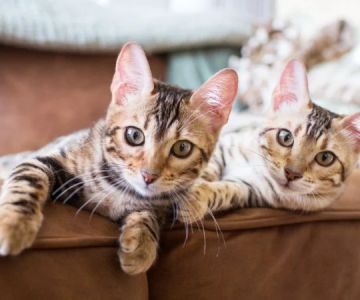 The Top 10 Most Playful Kitten Breeds for Families