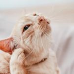 Why Does My Kitten Have a Bald Spot on Their Ear? Causes and Solutions