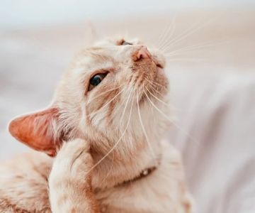 Why Does My Kitten Have a Bald Spot on Their Ear? Causes and Solutions
