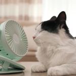 The Best Ways to Keep a Kitten Cool in Summer: Essential Tips