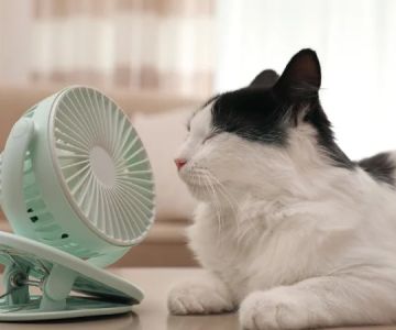 The Best Ways to Keep a Kitten Cool in Summer: Essential Tips