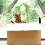 Why Do Kittens Like to Play in Empty Boxes?
