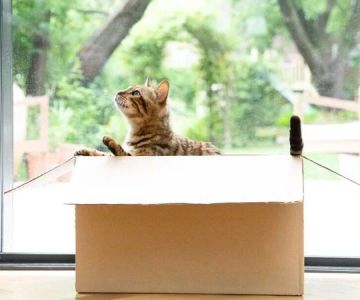 Why Do Kittens Like to Play in Empty Boxes?