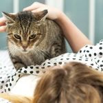 How to Stop Your Cat from Waking You Up at 4 AM