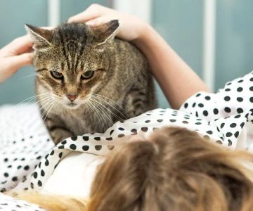 How to Stop Your Cat from Waking You Up at 4 AM