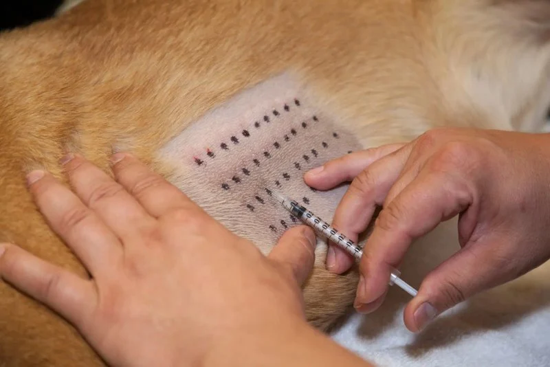 A Guide to Dog Allergy Testing: Symptoms and Treatment Options