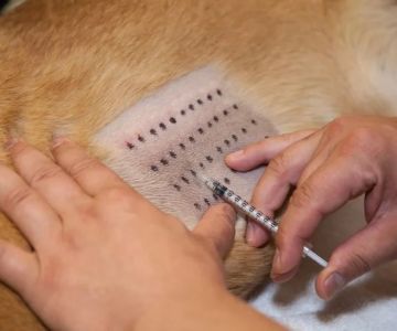 A Guide to Dog Allergy Testing: Symptoms and Treatment Options
