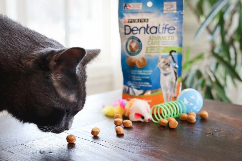 The Best Dental Treats for Cats to Reduce Plaque and Maintain Oral Health