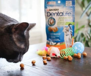The Best Dental Treats for Cats to Reduce Plaque and Maintain Oral Health