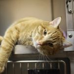 How to Help a Kitten with Flea Anemia