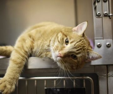 How to Help a Kitten with Flea Anemia