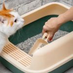 How to Clean Your Cat's Litter Box Thoroughly