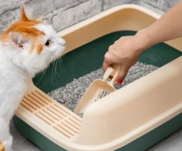How to Clean Your Cat's Litter Box Thoroughly