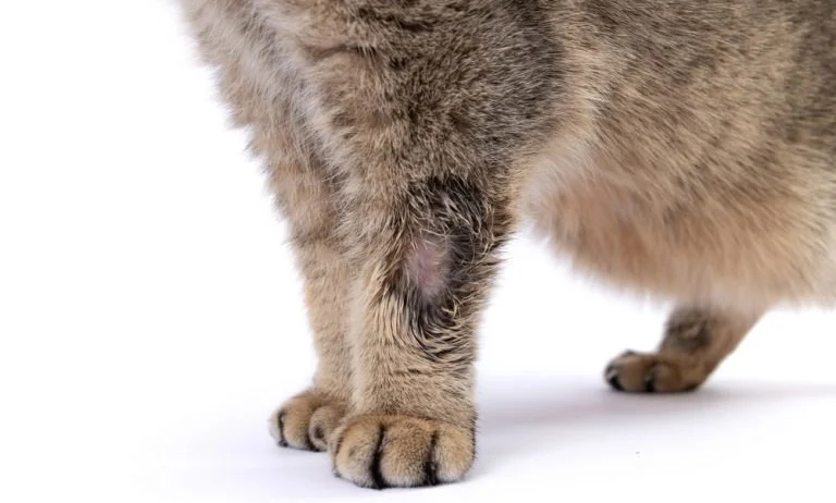 A Guide to Feline Ringworm: How to Treat It in Your Home