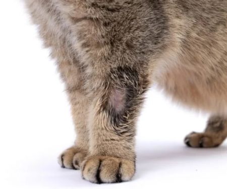 A Guide to Feline Ringworm: How to Treat It in Your Home