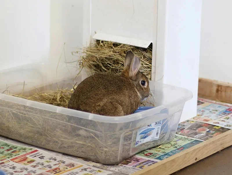How to Litter Train a Pet Rabbit Successfully – Tips and Techniques