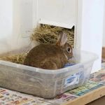 How to Litter Train a Pet Rabbit Successfully – Tips and Techniques