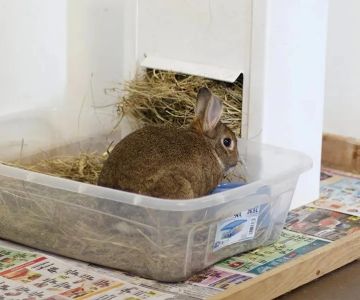 How to Litter Train a Pet Rabbit Successfully – Tips and Techniques