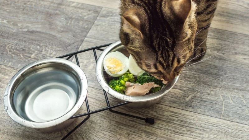 The Best Diet for a Cat with Chronic Kidney Disease (CKD)