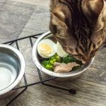 The Best Diet for a Cat with Chronic Kidney Disease (CKD)