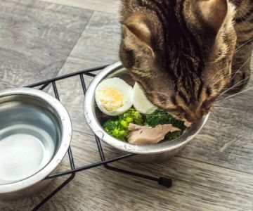The Best Diet for a Cat with Chronic Kidney Disease (CKD)