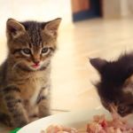 The Pros and Cons of Raw Food Diet for Cats