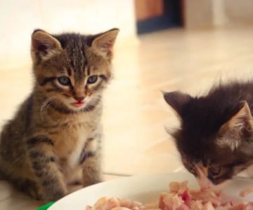 The Pros and Cons of Raw Food Diet for Cats