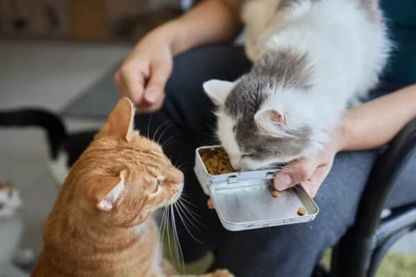 How to Introduce Your Kitten to a New Type of Food