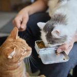 How to Introduce Your Kitten to a New Type of Food