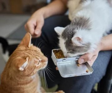 How to Introduce Your Kitten to a New Type of Food