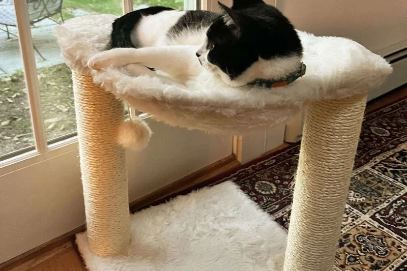 The Best Scratching Posts for Small Kittens