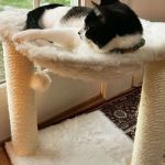The Best Scratching Posts for Small Kittens