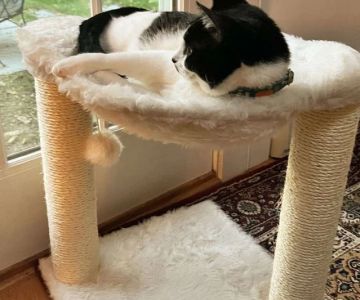 The Best Scratching Posts for Small Kittens