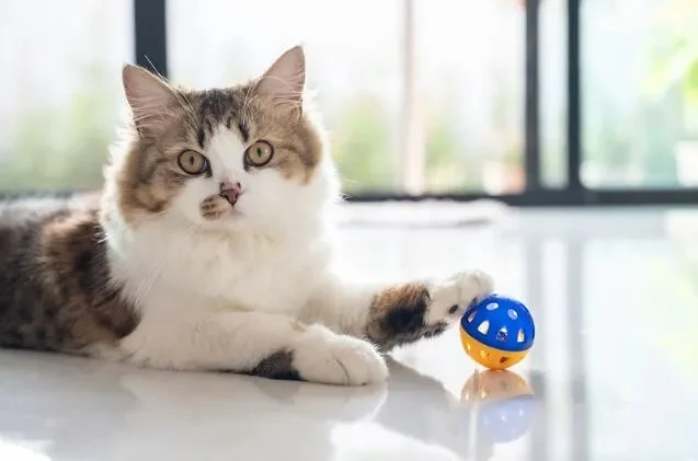 How to Teach Your Kitten to Fetch a Small Toy