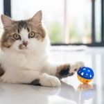 How to Teach Your Kitten to Fetch a Small Toy