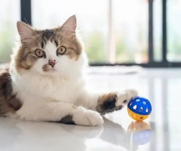 How to Teach Your Kitten to Fetch a Small Toy