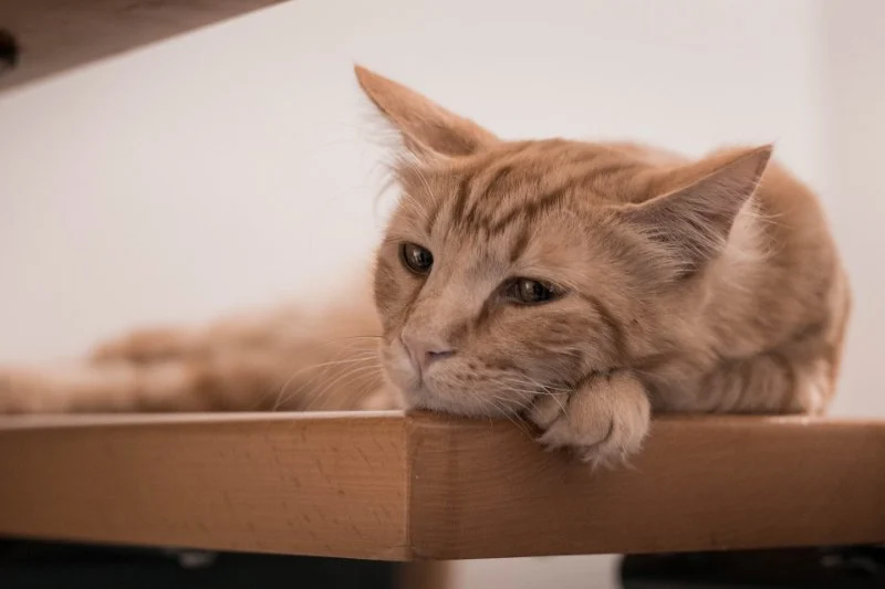 How to Help a Grieving Cat After Another Pet Dies