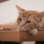 How to Help a Grieving Cat After Another Pet Dies