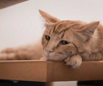 How to Help a Grieving Cat After Another Pet Dies