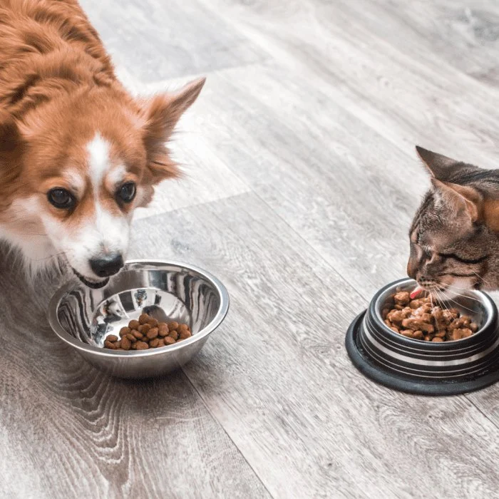 How to Stop Your Kitten from Stealing Dog Food