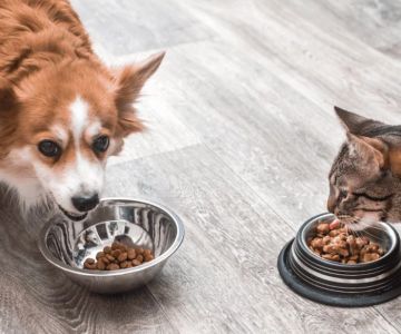 How to Stop Your Kitten from Stealing Dog Food
