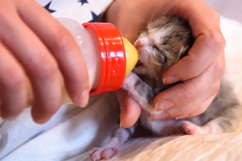 How to Wean a Kitten Off Bottle Feeding