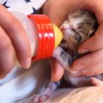 How to Wean a Kitten Off Bottle Feeding