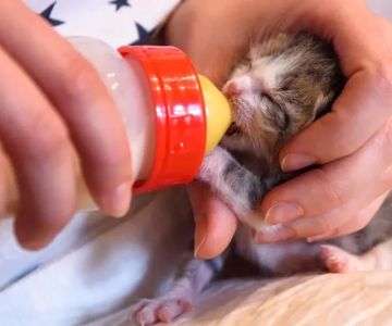 How to Wean a Kitten Off Bottle Feeding
