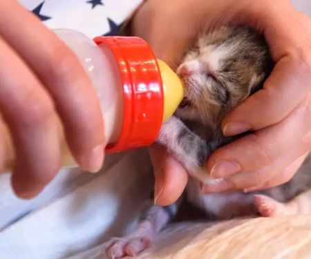 How to Wean a Kitten Off Bottle Feeding